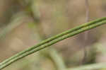 Narrow-leaf sunflower